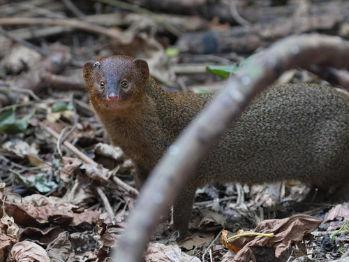 Javan Mongoose (Urva javanica)