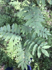 Sorbus aucuparia
