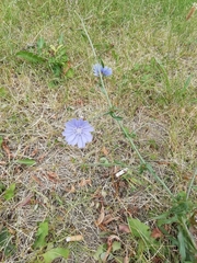 Cichorium intybus