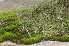 Borya sphaerocephala