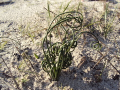 Albuca spiralis