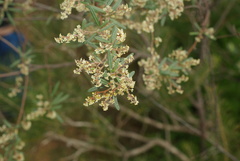 Trymalium ledifolium
