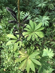 Lupinus polyphyllus
