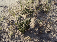 Albuca spiralis