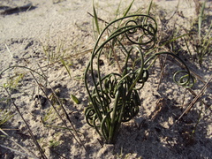 Albuca spiralis