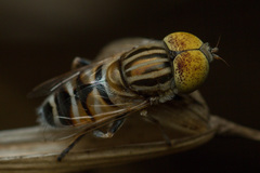 Eristalinus