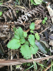 Jovellana sinclairii