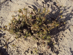 Pharnaceum lanatum