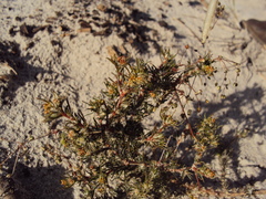 Pharnaceum lanatum