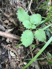 Jovellana sinclairii