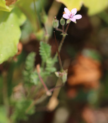 Erodium lebelii