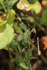 Erodium lebelii