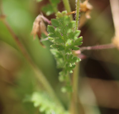 Erodium lebelii