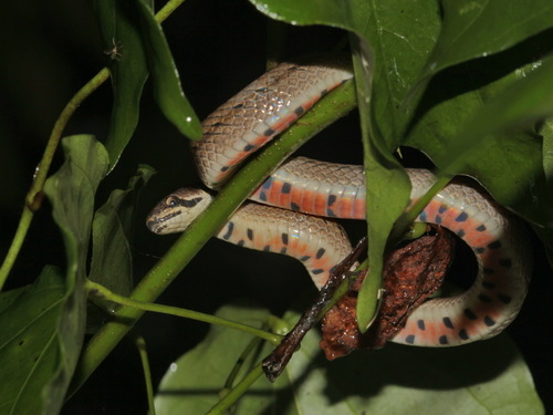 Cambodian Kukri Snake
