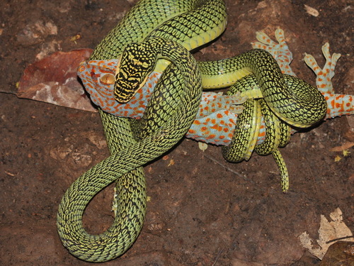 Golden Flying Snake, Chrysopelea ornata