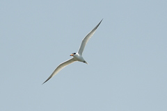 Thalasseus bernsteini