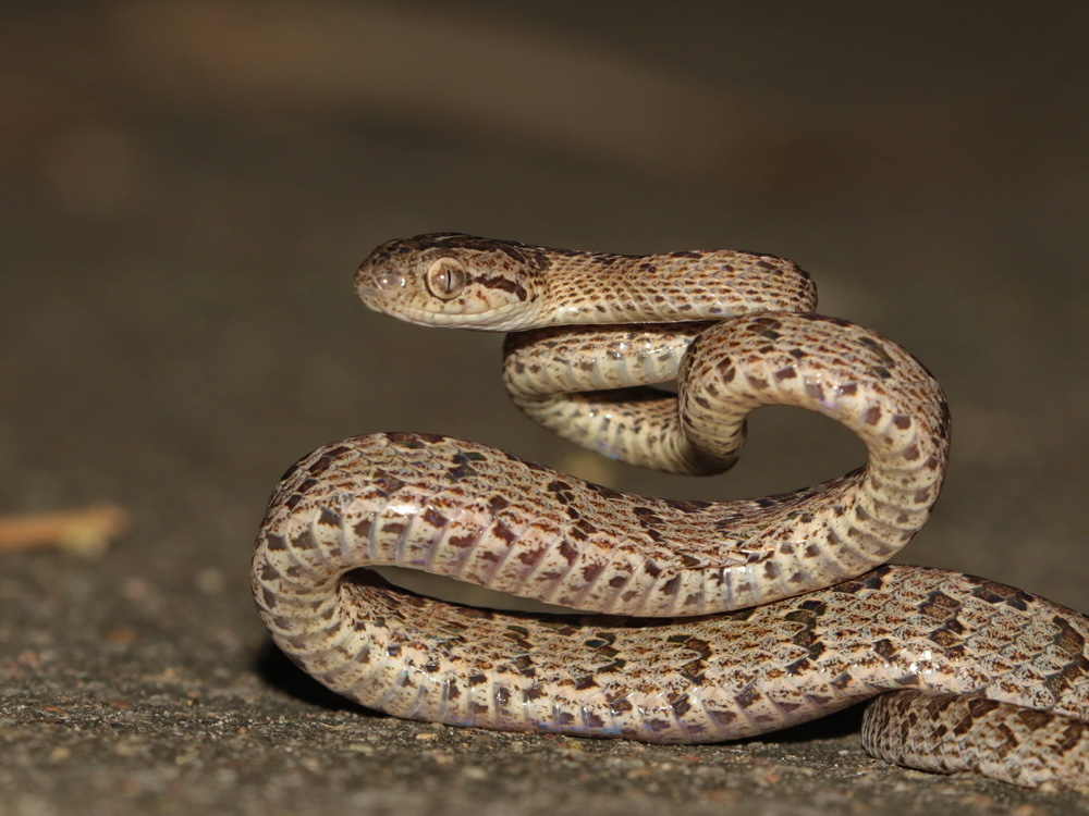 Many-Spotted Cat Snake