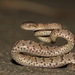 Many-spotted Cat Snake - Photo (c) ian_dugdale, some rights reserved (CC BY)