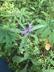 Centaurea jacea