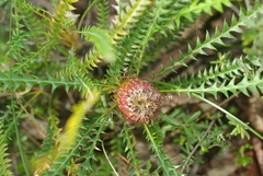 Banksia nivea