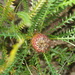 Banksia nivea - Photo 由 Patrick Wake 所上傳的 (c) Patrick Wake，保留部份權利CC BY-NC