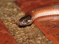 Calliophis maculiceps