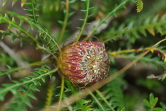 Banksia nivea