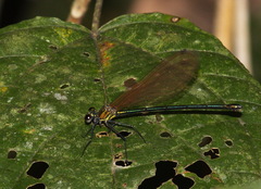 Mnais andersoni