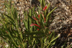 Adenanthos barbiger