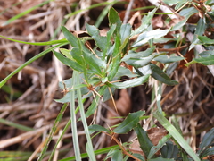 Berberis brevisepala