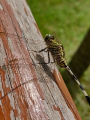 Orthetrum sabina