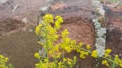Galium verum