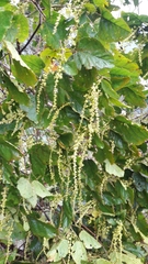 Croton palanostigma