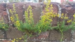 Galium verum