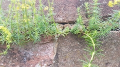 Galium verum