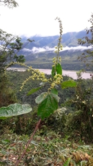 Croton palanostigma