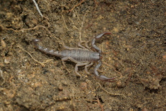 Urodacus planimanus