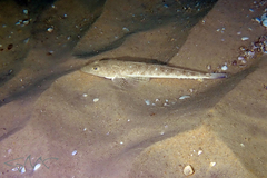 Platycephalus grandispinis