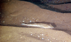 Platycephalus grandispinis