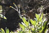 Gynura drymophila - Photo (c) Aaron Bean, some rights reserved (CC BY-NC), uploaded by Aaron Bean