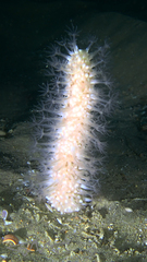 Veretillidae