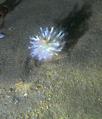 Veretillidae