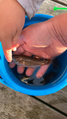 Ctenolabrus rupestris