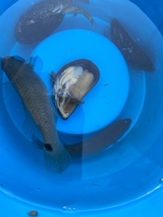 Ctenolabrus rupestris