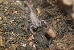 Urodacus planimanus