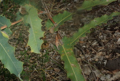 Hakea amplexicaulis