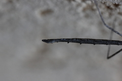 Hyrtacus tuberculatus