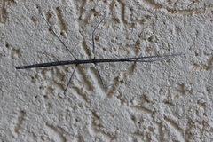 Hyrtacus tuberculatus