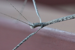 Hyrtacus tuberculatus