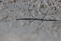 Hyrtacus tuberculatus